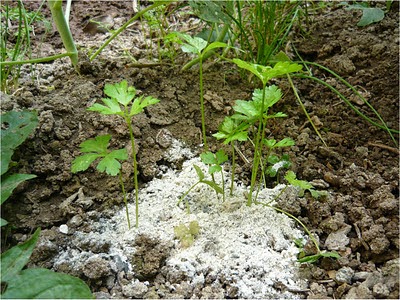 Eficiencia asequible: Ceniza de la chimenea I