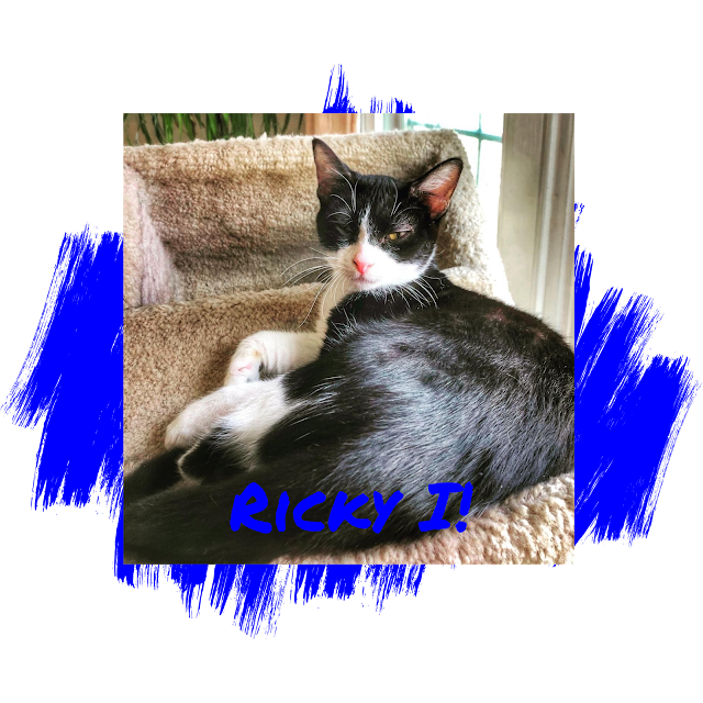 Cat Adoption Cat