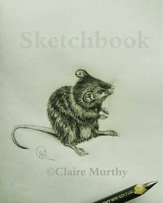 Wildlife drawing and sketching