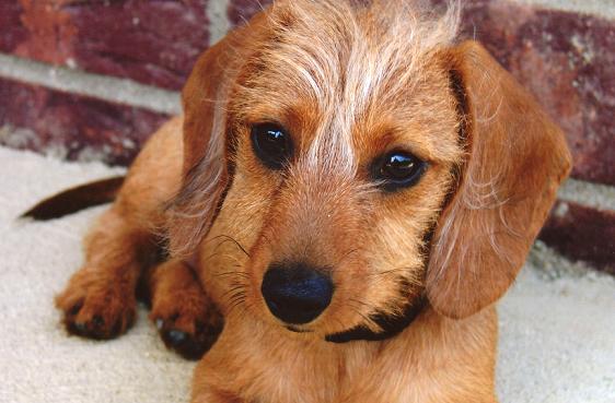 Picture Of A Dachshund Wirehaired Miniature Dachshund