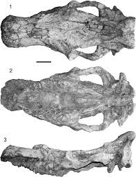 Ningxiatherium skull
