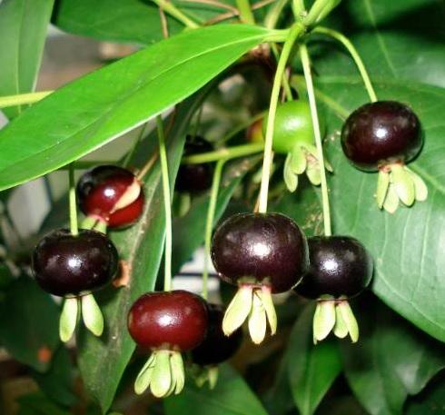 Thú nuôi, cây cảnh: Cherry Brazil trồng được, phù hợp với khí hậu VN. Cherry-brazil