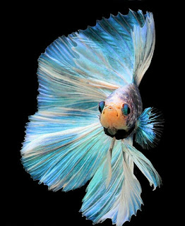 wallpaper ikan cupang iphone hd wallpaper ikan cupang iphone hd