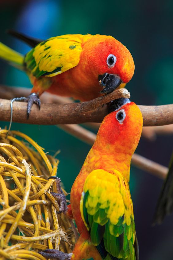 Sun Conure (Aratinga solstitialis) | Our World’s 10 Beautiful and Colorful Birds