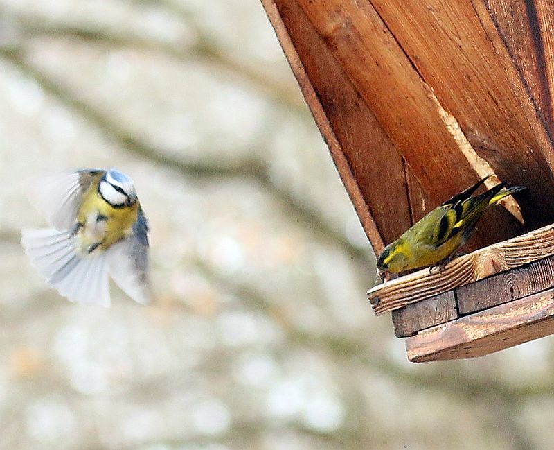 Naturwunder Ein paar Vögel am Futterhaus am Waldrand...