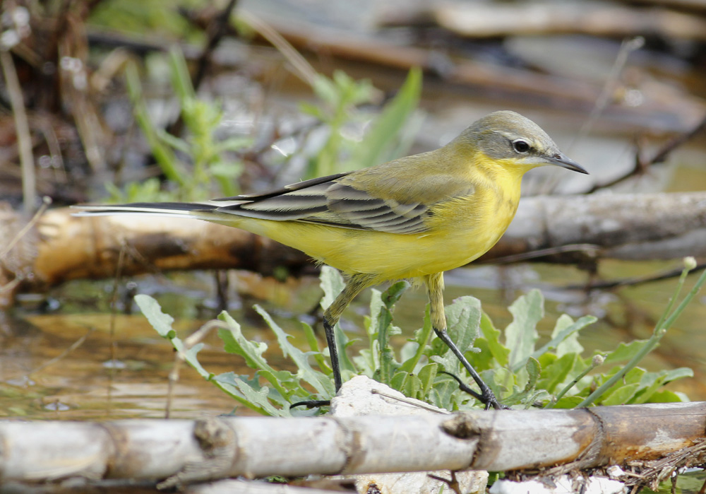 Another Bird Blog Grey Or Yellow?