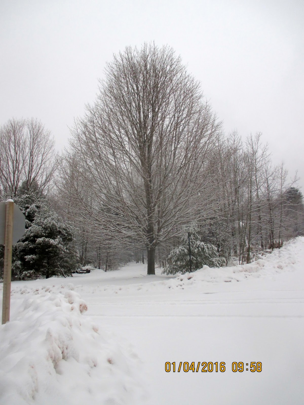 Art's Bayfield Almanac A "PERFECT TEN" SUGAR MAPLE