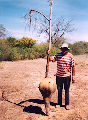 Xilopódio e planta do mamãozinho-de-veado