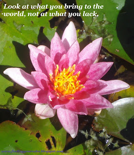 Self-love: how to love yourself and why you should Image of a pink lily flower fully open on lily pads with text: look at what you bring to the world, not at what you lack