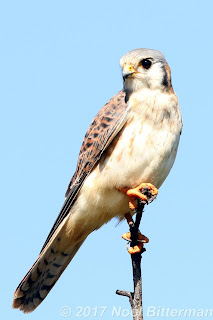 American Kestrel