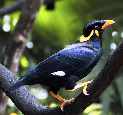 CARA PELIHARA BURUNG TIONG/HILL MYNAH/BEO - Budgie Bird