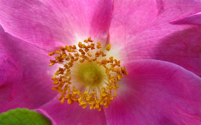 wild rose image, pink, nature, macro, © 2013 Annie Japaud Photography, wild roses 