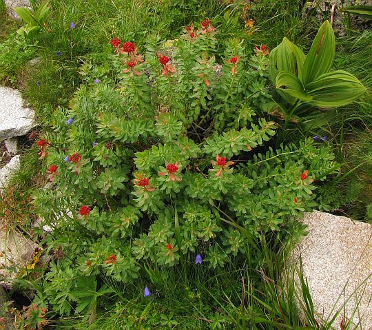 Różeniec górski (Rhodiola rosea L.). Różeniec górski (Rhodiola rosea L.).