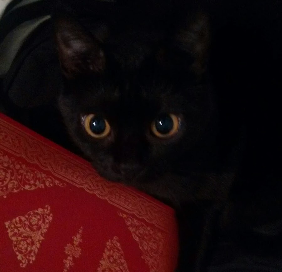 viajar-con-animales-hoteles-admiten-gatos