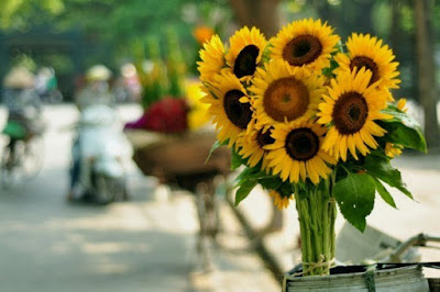 Hoa hướng dương đẹp nhất thế giới 19