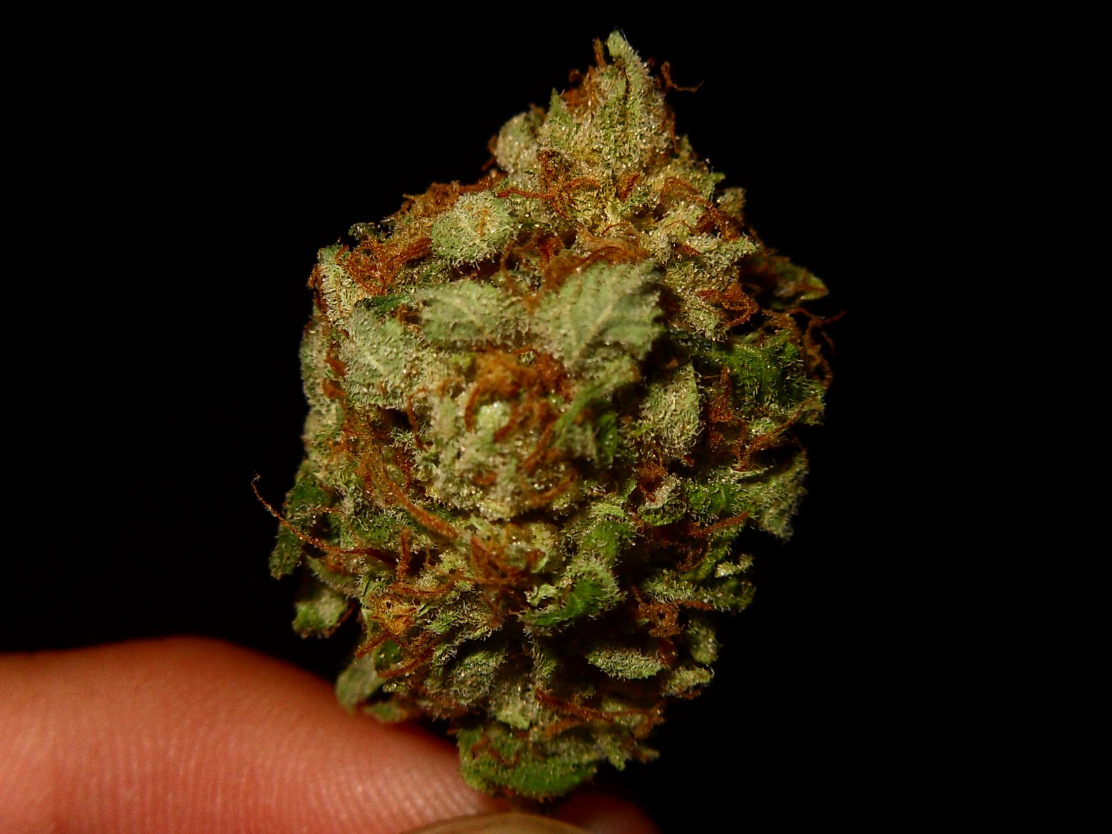 The Herban Legend Blueberry Master Kush