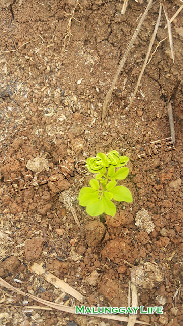 direct-seeding-moringa