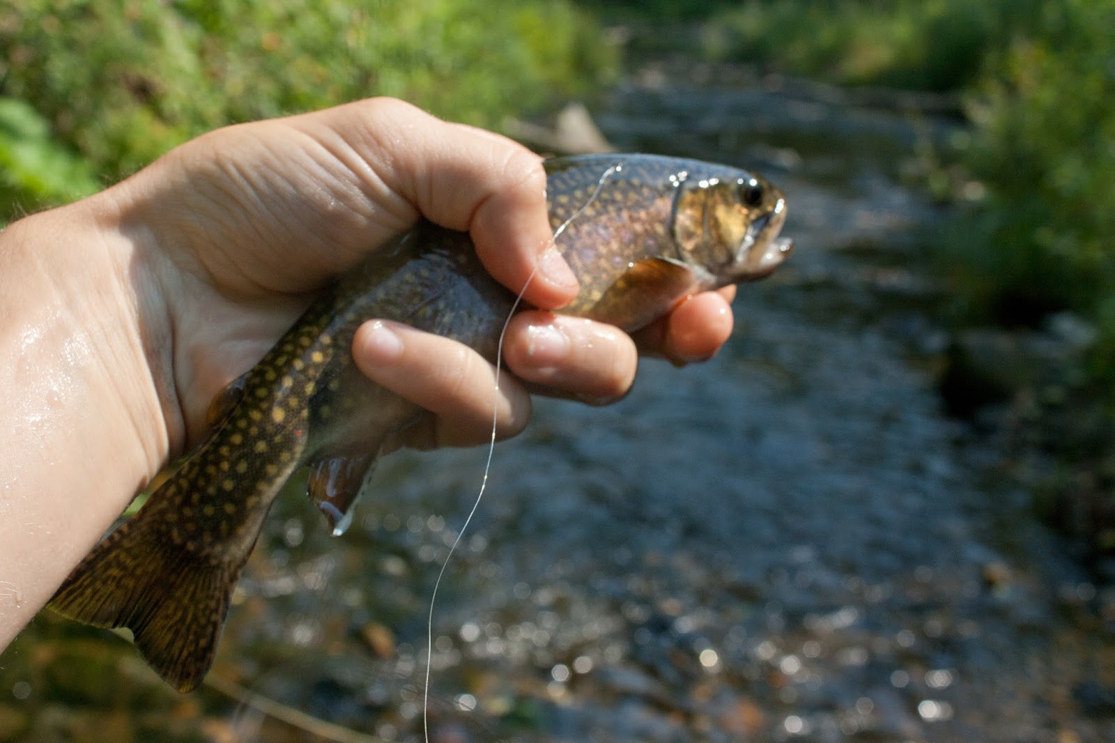 Trout Stream Day Dreams August 2015