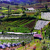 Agrowisata ke Kebun Strawberry Berastagi