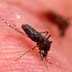 BAHIA / FEIRA DE SANTANA: Sesab confirma cinco casos de febre Chikungunya