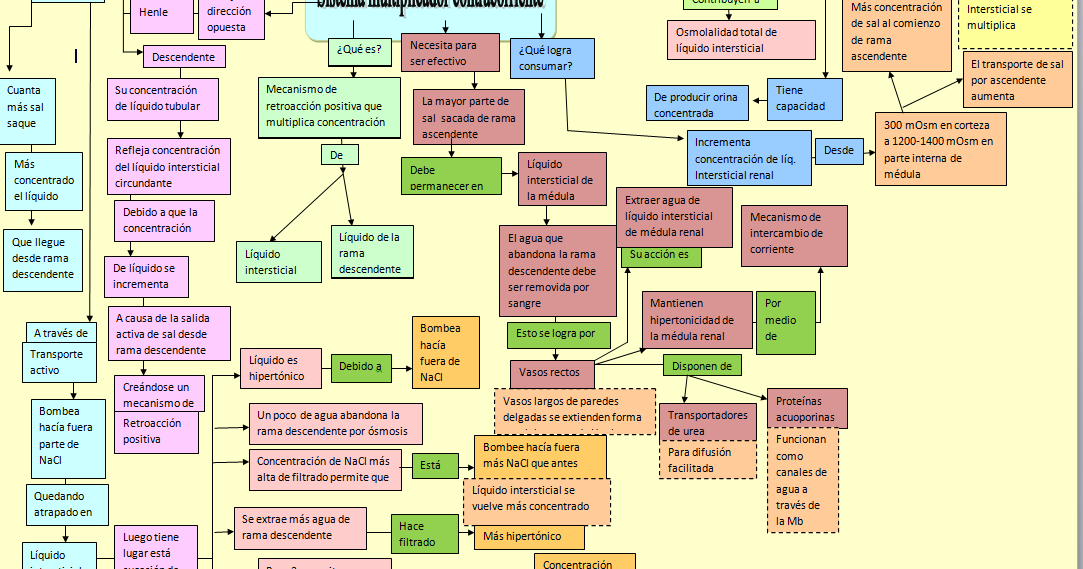 Fisiología Basica 29 Mecanismo multiplicador contracorriente