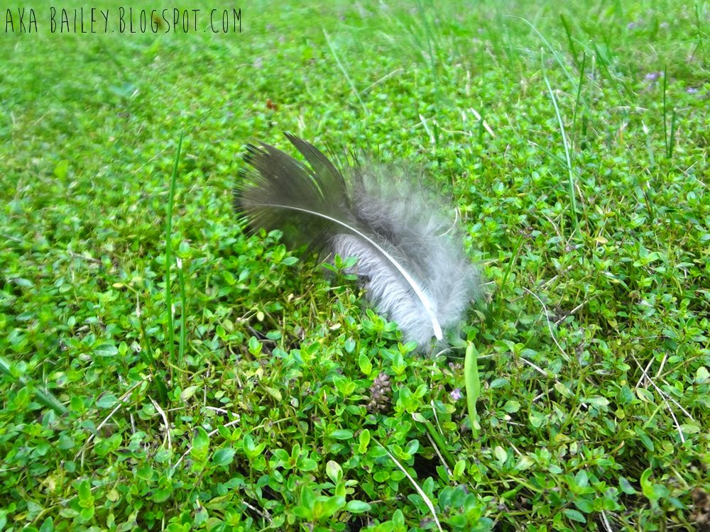 A feather on the lawn