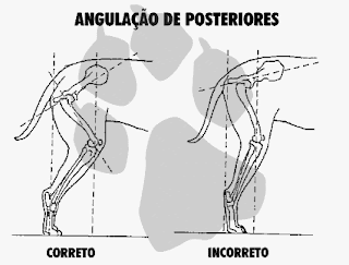 angulação de traseiros angulação de traseiros