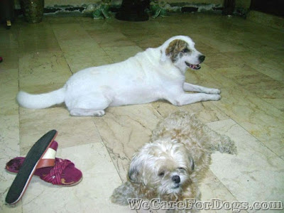 My Dog with Canine Distemper - We Care For Dogs