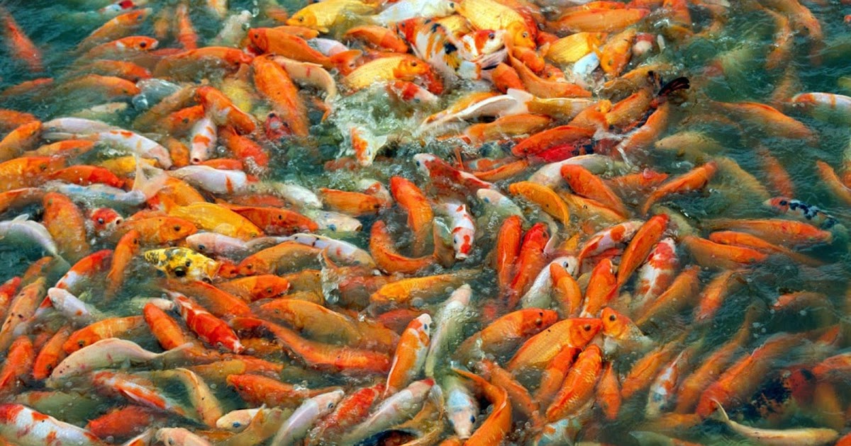 желания старухи из золотой рыбки. дурачина ты. золотая рыбка сказка пушкина (старуха у разбитого корыта. сказка про разбитое корыто. золотой карп подмосковье.