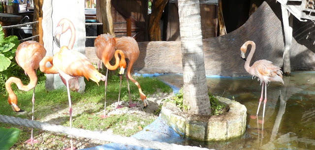 Kreuzfahrthafen Costa Maya - Flamingos Kreuzfahrthafen Costa Maya - Flamingos