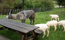 Sheep and table