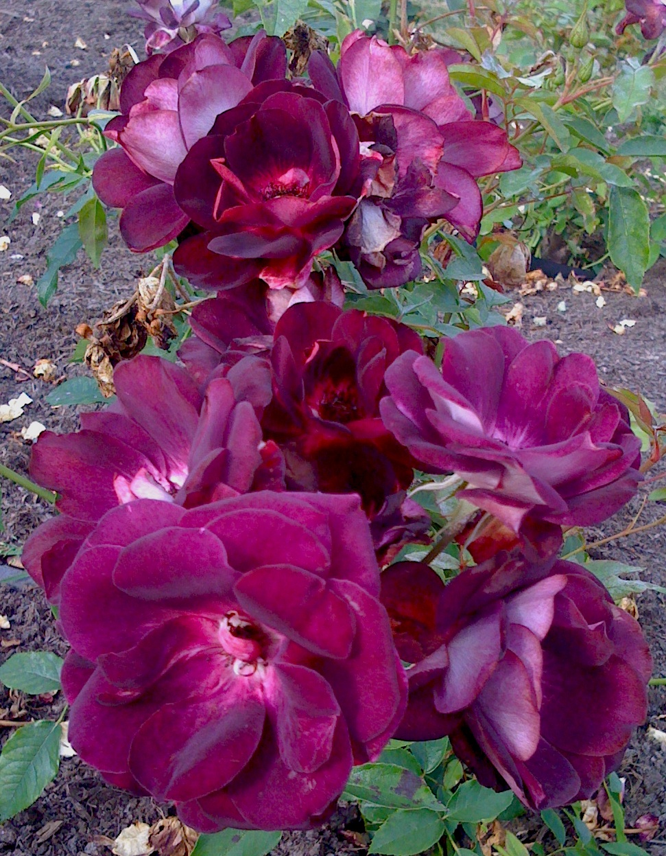 Roses For English Gardens Rose Burgundy Iceberg