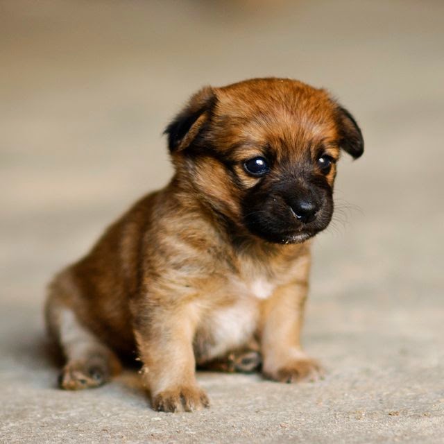 Top 5 Amazing Cute Dogs