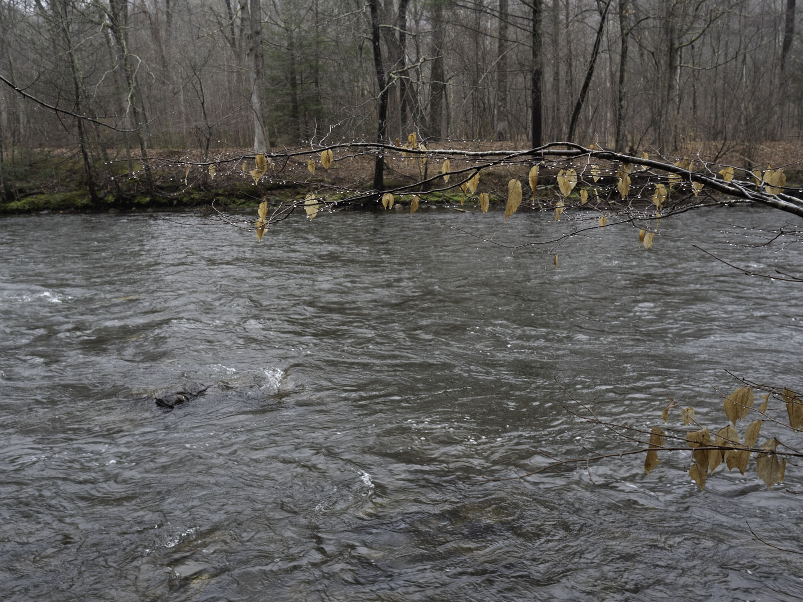 WPII Park Walks Steep Rock Preserve, 4/8/19. Part One.