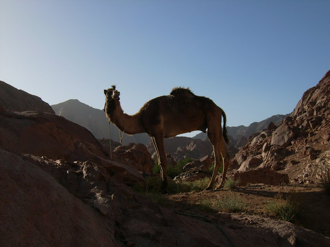 Original Masthead Photograph:  Camel in Sinai by Cath Barton