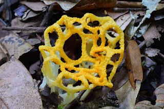 Basket Stinkhorn Fungus