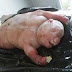 Half-human Looking Lamb Discovered In South Africa