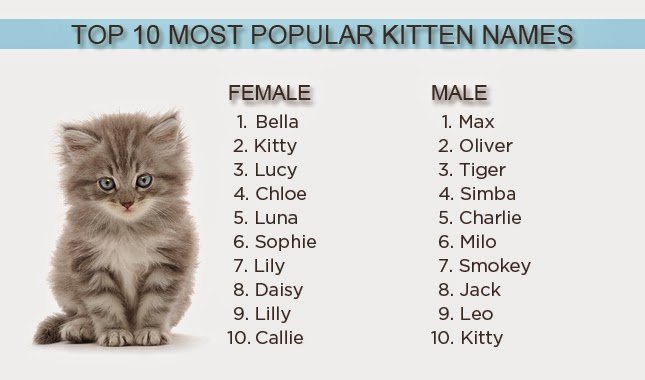 Popular Cat Names Male Black 50 Most Popular Male Black Cat Names