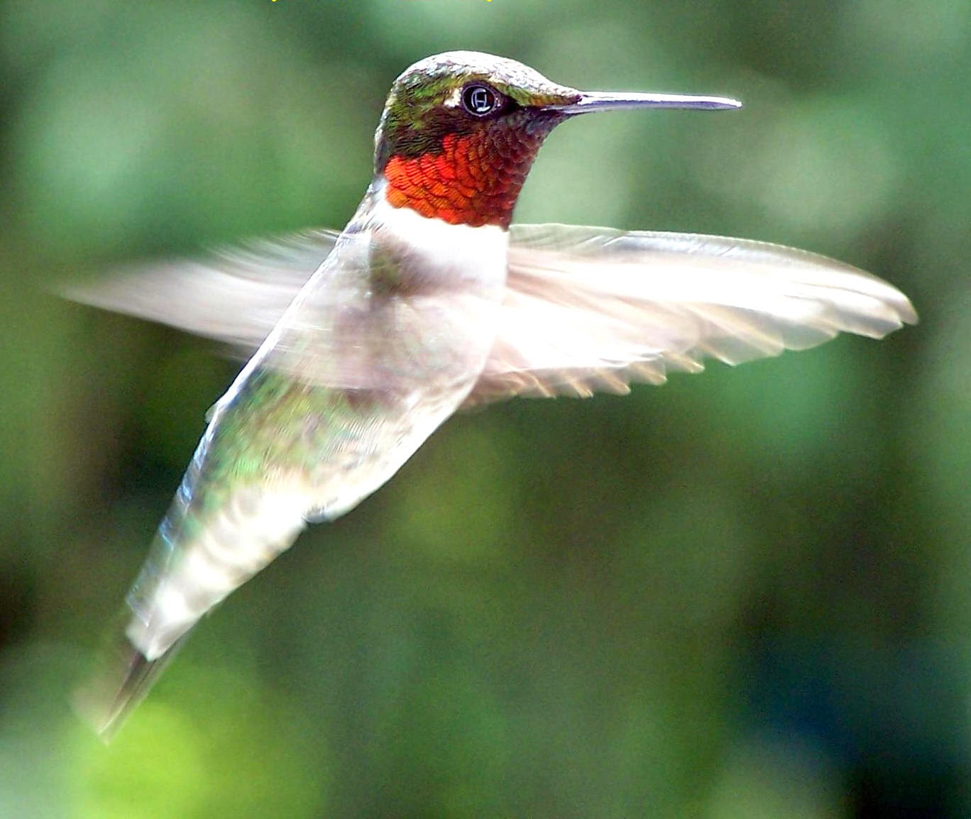 NATURE NOTES HUMMINGBIRDS ARRIVE IN MINNESOTA