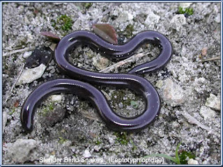 Slender Blind Snakes (Leptotyphlopidae) adalah ular terkecil di dunia