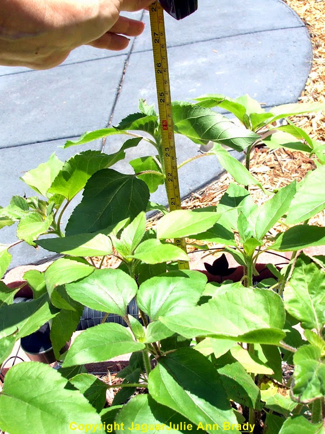 Julie Ann Brady : Blog On: Sunflower Plants at 24 Inches Tall