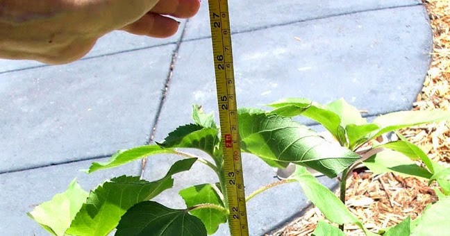 Julie Ann Brady : Blog On: Sunflower Plants at 24 Inches Tall