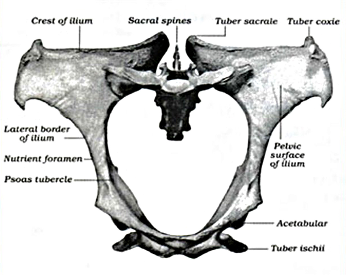 Musings at Minkiewicz Studios LLC Equine Anatomy and Biomechanics A