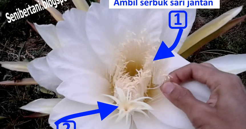  Cara  Penyerbukan  Manual Bunga  Buah Naga Seputar Ilmu 