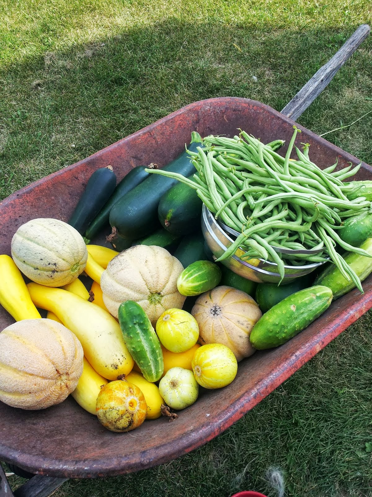 beans melons and summer squashes
