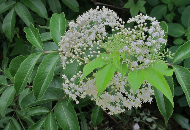 What Does Elderberry Smell Like? 