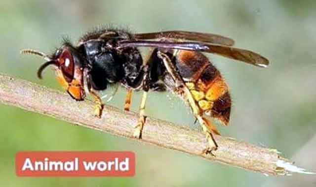 The ferocious and poisonous killer of Africa is ferocious আফ্রিকার মারাত্বক হিংস্র ও বিষাক্ত খুনি ভ্রমর