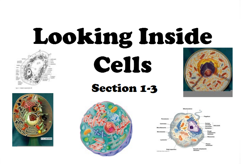 CELL THEORY24 Looking Inside Cells Section 13. The cell wall protects