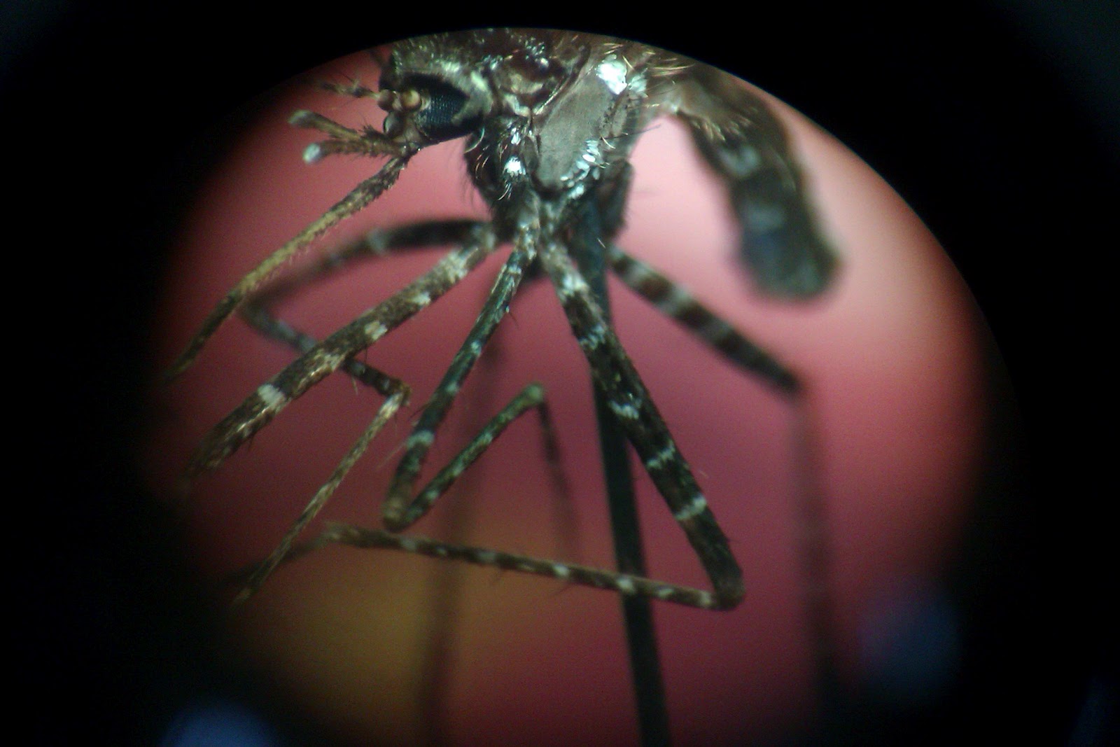 MEDICAL ENTOMOLOGY: Mansonia