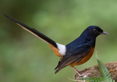 Profil Burung Murai Batu Gambar Foto Burung Murai Batu